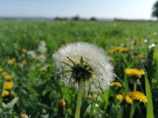 dandelion in the grass