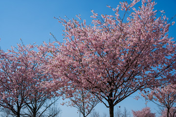 it blooms the flowers of the cherry tree into a beautiful pink color