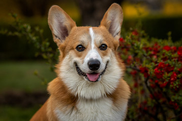 beautiful portrait of a corgi on a background of flowers