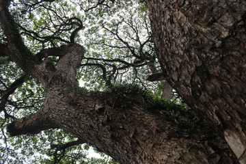 Obraz premium Tree Branches