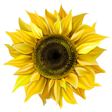 Realistic image of sunflower. Vector colorful illustration.