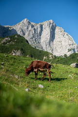 Fototapeta na wymiar Kuh vor dem Berg