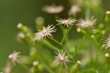 Kanadisches Berufkraut , verblüht