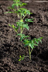 Seedlings of tomato sprouts grow in ground