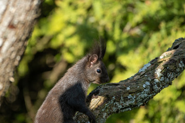 Eichhörnchen im Futterhaus