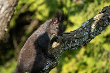 Eichhörnchen im Futterhaus