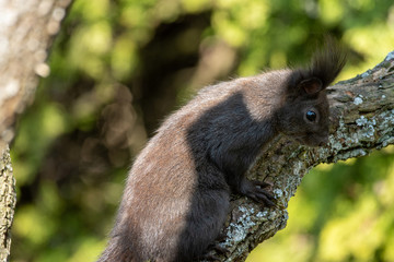 Eichhörnchen im Futterhaus