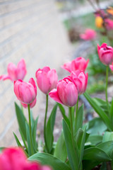 Obraz premium tulips