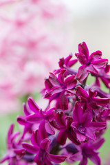 Fototapeta premium flower