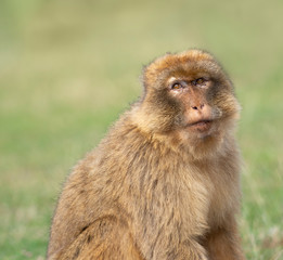 Portrait of a gibraltar monkey