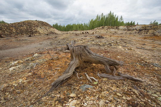 Dead tree stump in the desert abandoned copper mining site