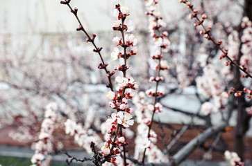 Beautiful white apricot blossom.Flowering apricot tree.Fresh spring background on nature outdoors.Soft focus image of blossoming flowers in spring time.For easter and spring greeting cards,banners