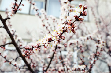 Beautiful white apricot blossom.Flowering apricot tree.Fresh spring background on nature outdoors.Soft focus image of blossoming flowers in spring time.For easter and spring greeting cards,banners