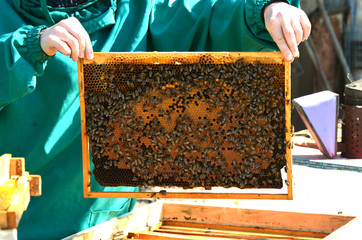 Beekeeping, frame with wax and bees. Spring photo