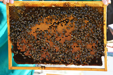 Beekeeping, frame with wax and bees. Spring photo