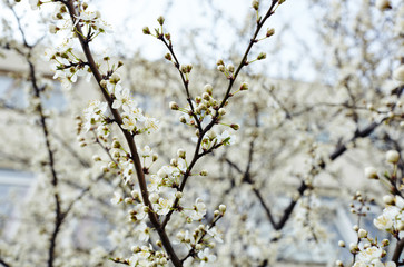 Beautiful white apple blossom.Flowering apple tree.Fresh spring background on nature outdoors.Soft focus image of blossoming flowers in spring time.For easter and spring greeting cards,banners
