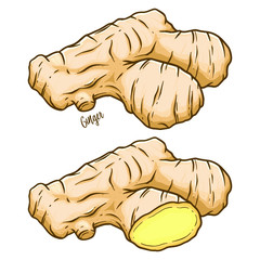 Fresh Ginger Vector illustration - 338476677