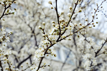Beautiful white apple blossom.Flowering apple tree.Fresh spring background on nature outdoors.Soft focus image of blossoming flowers in spring time.For easter and spring greeting cards,banners