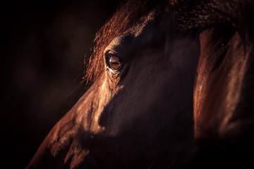 Pferdeportrait mit in Sonne glänzendem Auge vor dunklem Hintergrund freigestellt