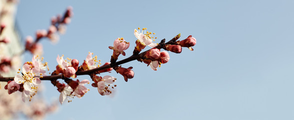 Beautiful white apricot blossom.Flowering apricot tree.Fresh spring background on nature outdoors.Soft focus image of blossoming flowers in spring time.For easter and spring greeting cards,banners
