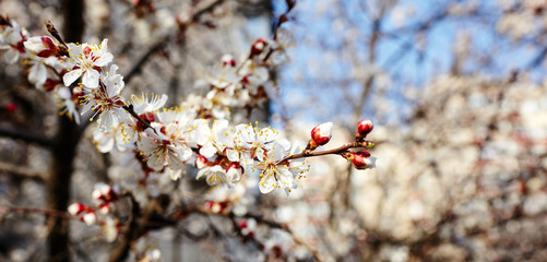 Beautiful white apricot blossom.Flowering apricot tree.Fresh spring background on nature outdoors.Soft focus image of blossoming flowers in spring time.For easter and spring greeting cards,banners