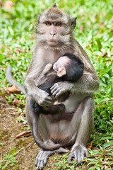 Mother And Baby Monkeys
