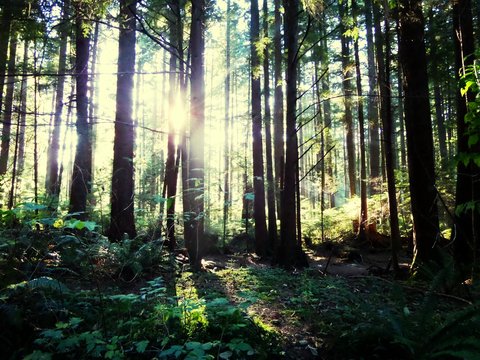 Sunlight Passing Through Trees In Forest © josephine gerlach/EyeEm