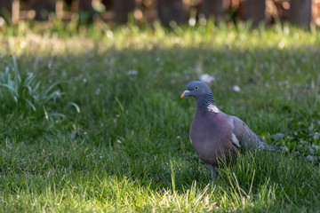 Common dove walks on a lawn
