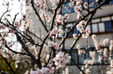 Beautiful white apricot blossom.Flowering apricot tree.Fresh spring background on nature outdoors.Soft focus image of blossoming flowers in spring time.For easter and spring greeting cards,banners