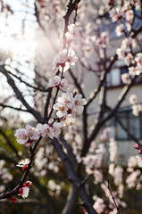 Beautiful white apricot blossom.Flowering apricot tree.Fresh spring background on nature outdoors.Soft focus image of blossoming flowers in spring time.For easter and spring greeting cards,banners
