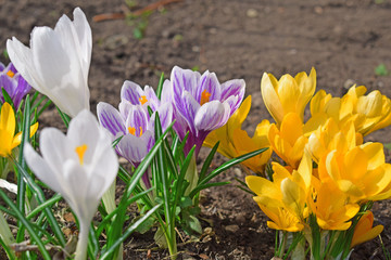 Beautiful first spring flowers crocuses bloom under bright sunlight.