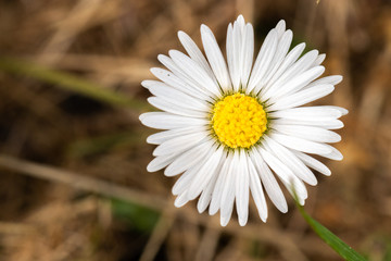 Daisy flower close-up