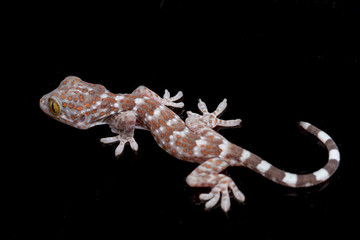 Tokay Gecko (Gekko gecko) isolated on black background.
