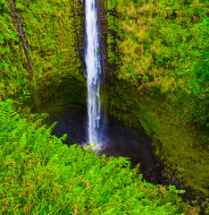 Fototapeta na wymiar Kolekole Stream Plunges Over 'Akaka Falls, 'Akaka Falls State Park, Honomu, Hawaii, USA