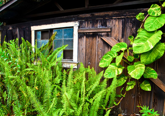 Old Wooden House Taken Over By Tropical Plants, Holualoa,Hawaii, USA