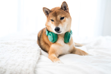 Shiba Inu dogs with headphones, listening to music safely..