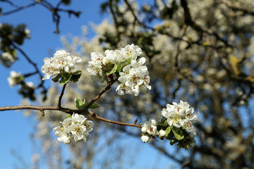 Flowers of the fruit trees on a spring day