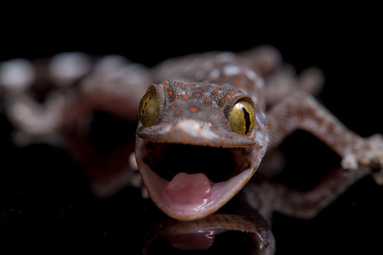 Tokay Gecko (Gekko gecko) isolated on black background.
