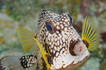 fish
