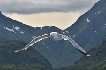 Gull in flight