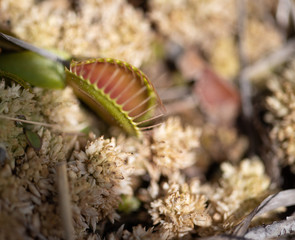 The venus flytrap