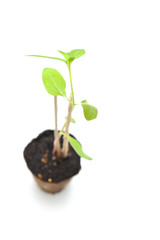 Large sunflower with green leaves in a brown nursery pot with dark soil supported by wooden sticks on a white background