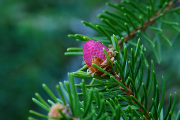 Obraz premium Frühling 511