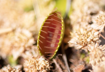 The venus flytrap that grows in my back field at my home.