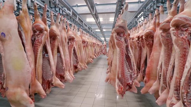 The fridge for meat. Pork half-carcasses hang on hooks. Wide angle.