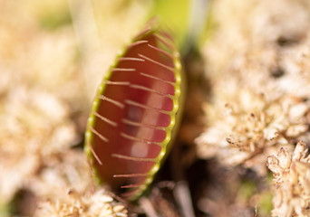 The venus flytrap that grows in my back field at my home.