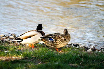 Zwei Enden am Ufer in der Abendsonne