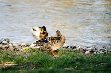 Zwei Enden am Ufer in der Abendsonne