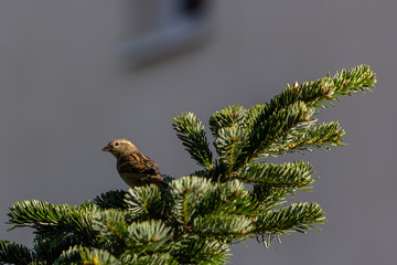 Female sparrow perched on a spruce tree in sunlight
