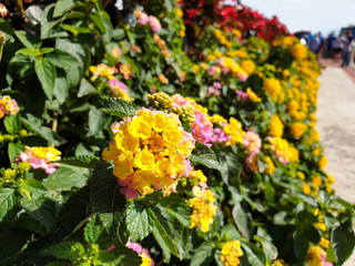 A bush of yellow flowers Lantana camara  bloom on the street of the city.